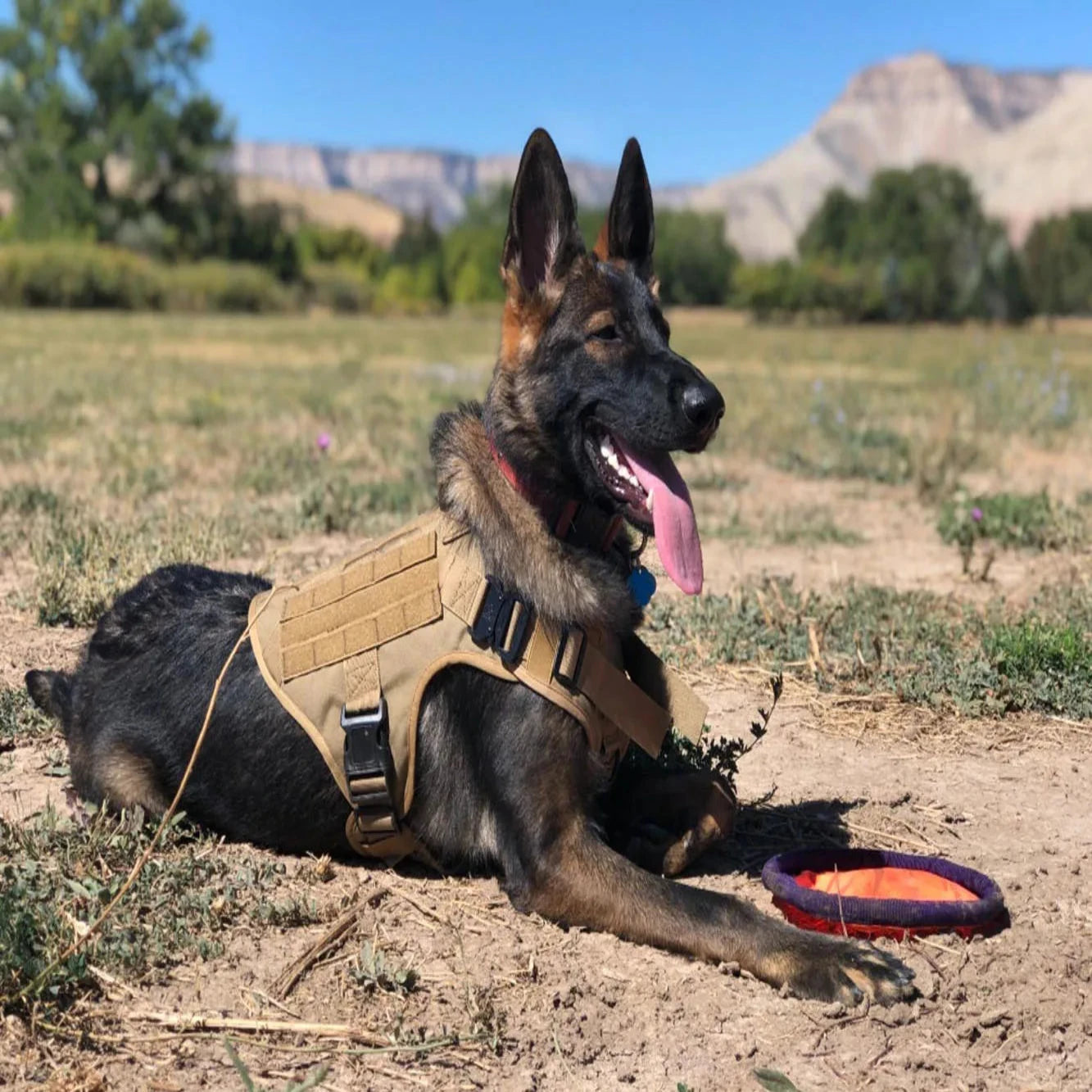 HARNAIS D'ENTRAINEMENT K9